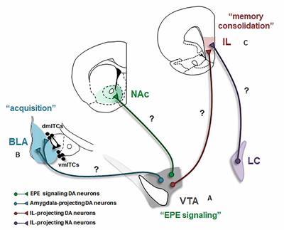 Dopamine in Fear Extinction